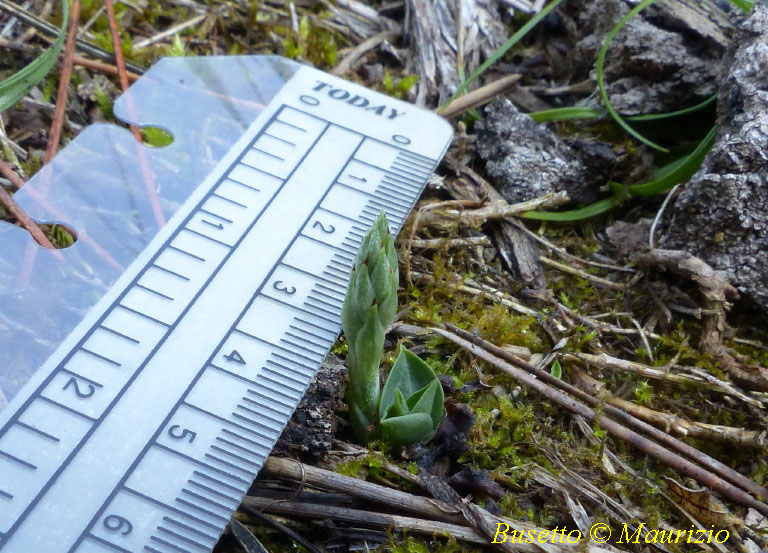 Spiranthes spiralis (La piccolina...)